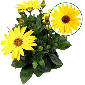 Afbeelding van Osteospermum P12 Solana (geel)
